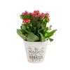 Kalanchoé Calandiva + Mini variés + cache-pot zinc