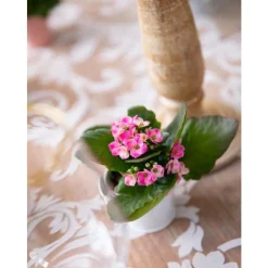 Kalanchoé Mix plante baby en pot Ø 5,5/6 cm
