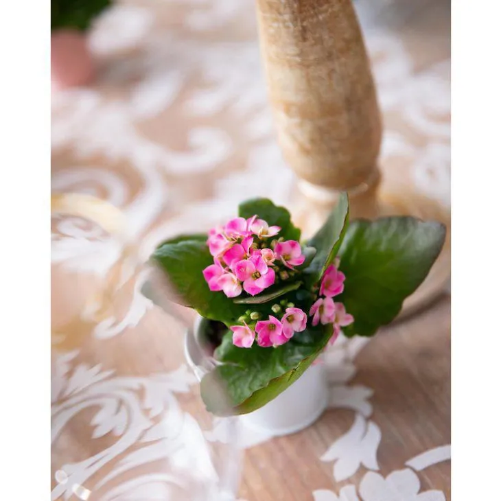 Kalanchoé Mix plante baby en pot Ø 5,5/6 cm