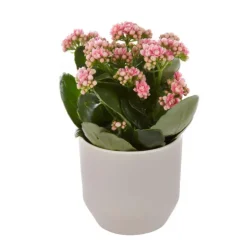 KALANCHOE + CP