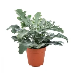 Kalanchoe Beharensis – Pot de Ø12 cm