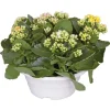 Kalanchoe. La coupe de Ø 23 cm