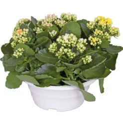 Kalanchoe. La coupe de Ø 23 cm