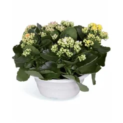 Kalanchoés Diamond Carnaval