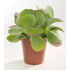 Kalankoe thyrsiflora en pot Ø 12 cm