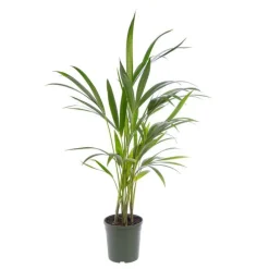 Kentia Forsteriana 4 pieds pot Ø17 cm/ H80 cm