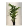 Kentia Forsteriana pot Ø27 cm/ H170 cm