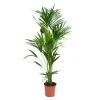 Kentia Forsteriana pot Ø27 cm/ H200 cm