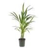 Kentia Forsteriana pot Ø17 cm/ H80 cm