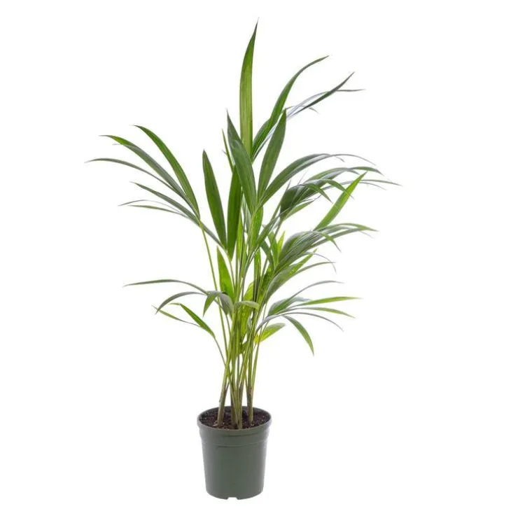 Kentia Forsteriana pot Ø17 cm/ H80 cm