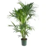 Kentia Forsteriana pot Ø21 cm/ H100 cm