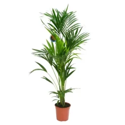 Kentia Forsteriana pot Ø27 cm/ H150 cm
