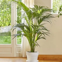 Kentia. Le pot de 26 cm