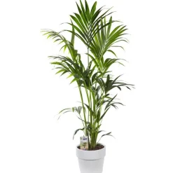 Kentia. Le pot de 31 cm