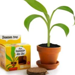 Kit bananier à faire pousser en pot Radis et Capucine - Ø 8 cm