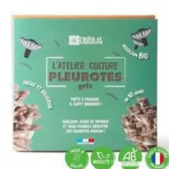 Kit de culture pour champignons pleurotes grises bio 25x20x15 cm