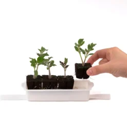 Kit de semis et bouturage pour potager Véritable®