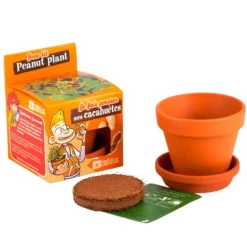 Kit Graines de cacahuètes avec pot et coupelle terre cuite Ø8 cm (A partir de 3 ans)