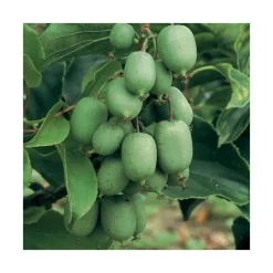 Kiwai Super Jumbo Bio. Le pot de 2 litres