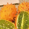 Kiwano Bio. Le pot de 9x9 cm