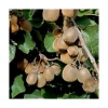 Kiwi Autofertile Solissimo® Renact Bio. Le pot de 2 litres
