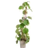 Kiwi Femelle 'Hayward' Bio. Le pot de 5 litres