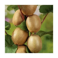 Kiwi Femelle 'Hayward' Bio. Le pot de 5 litres