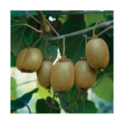 Kiwi Femelle Koryoku Bio. Le pot de 2 litres