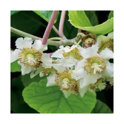 Kiwi Male Tomuri Bio. Le pot de 2 litres