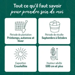 Kiwi Male Tomuri Bio. Le pot de 2 litres