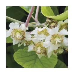 Kiwi Mâle 'Tomuri' Bio. Le pot de 5 litres