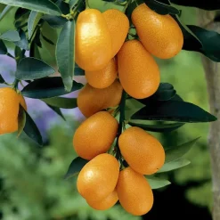 Kumquat Bio. Le pot de 6 litres