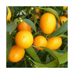 Kumquat. Le pot de 35 litres