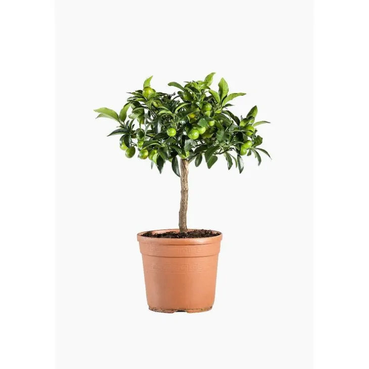 Kumquat. Le pot de 5 litres