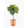 Kumquat. Le pot de 7 litres