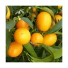 Kumquat. Le pot de 2 litres