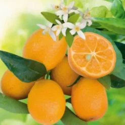 Kumquatine Bio. Le pot de 3 litres