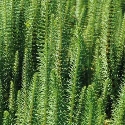 La Pesse d’eau godet 9x9 cm