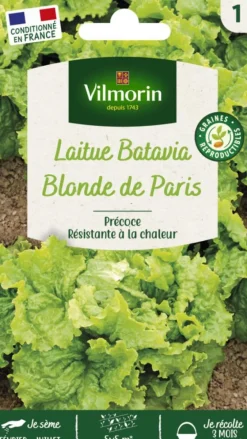 Laitue Batavia Blonde de Paris Vilmorin - graines à semer