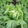 Laitue Batavia Iceberg Reine Des Glaces Bio. La barquette de 12 plants