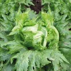 Laitue Batavia Iceberg Reine Des Glaces Bio. La barquette de 12 plants