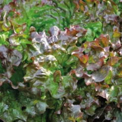 Laitue Batavia Rouge Amboise Bio. La barquette de 12 plants