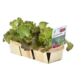 Laitue Batavia Rouge Amboise Bio. La barquette de 12 plants