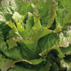 Laitue Batavia Rouge Carmen Bio. La barquette de 12 plants