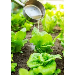 Laitue Batavia Verte Olana Bio. La barquette de 12 plants