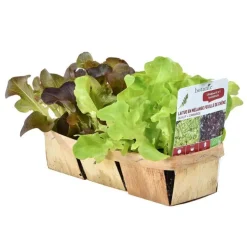 Laitue Batavia Verte Olana Bio. La barquette de 12 plants