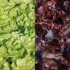Laitue Feuille de Chêne rouge Mélange Bio - La barquette de 12 plants