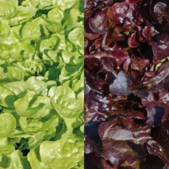Laitue Feuille de Chêne rouge Mélange Bio - La barquette de 12 plants