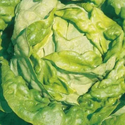 Laitue Pommée Analotta Bio. La barquette de 12 plants