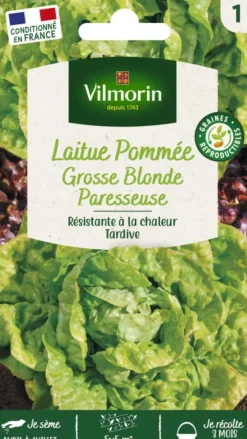 Laitue Pommée Grosse Blonde Paresseuse Vilmorin - graines à semer